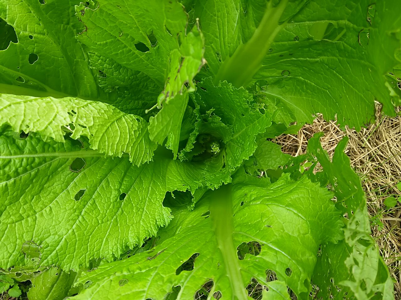 子持ち高菜のとう立ち 菊芋の茎片付け ホーム玉ねぎが太って来ました 季節の恵みと戯れる 子持ち高菜のとう立ち 菊芋の茎片付け ホーム玉ねぎが太って来ました 季節の恵みと戯れる