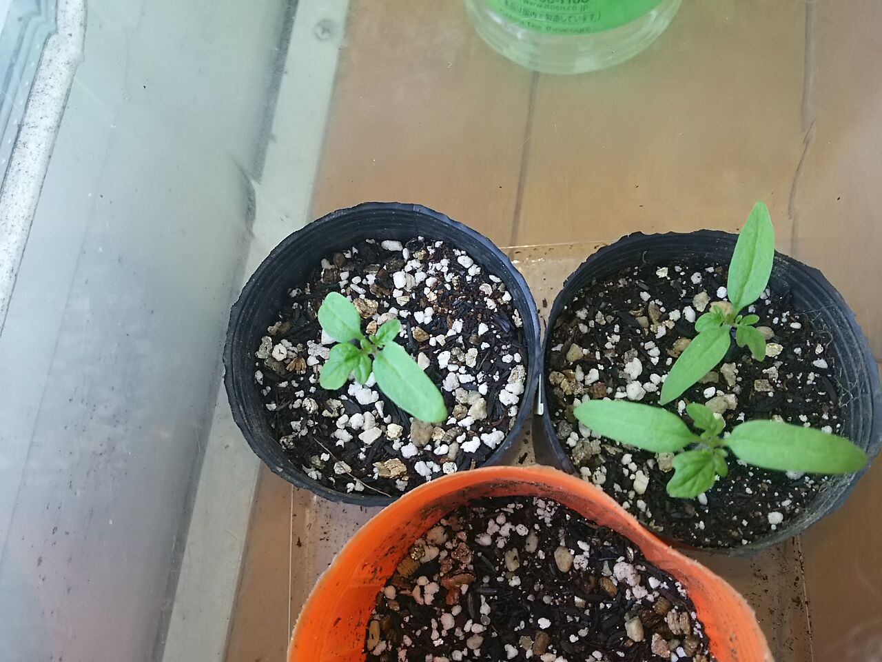 ミニ姫の鉢植え ラスティインゲンの種まき ナス 紫とうがらし バターナッツ へちまの植え付け 季節の恵みと戯れる