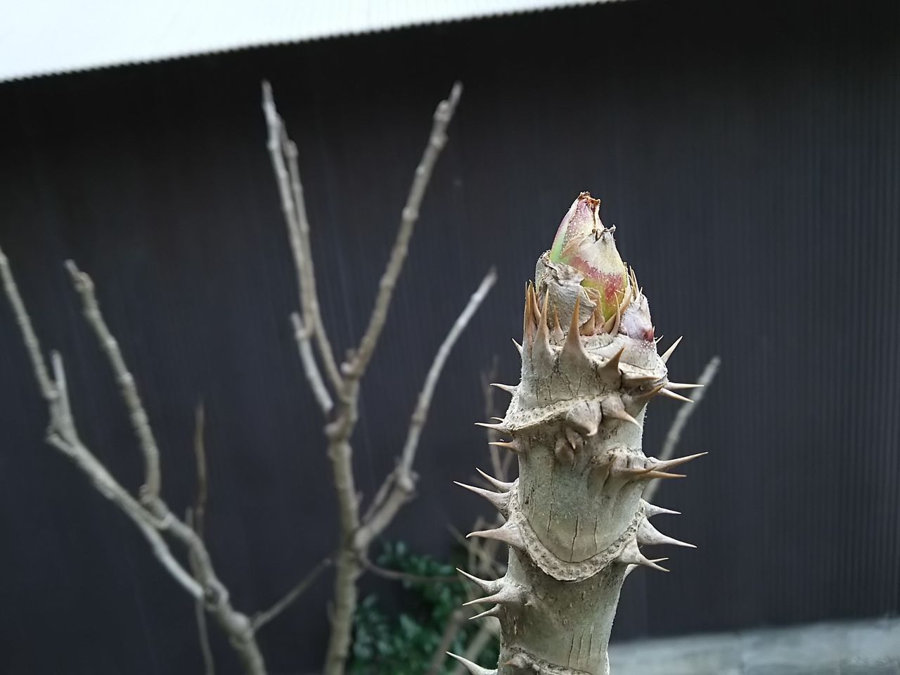 イメージ 4