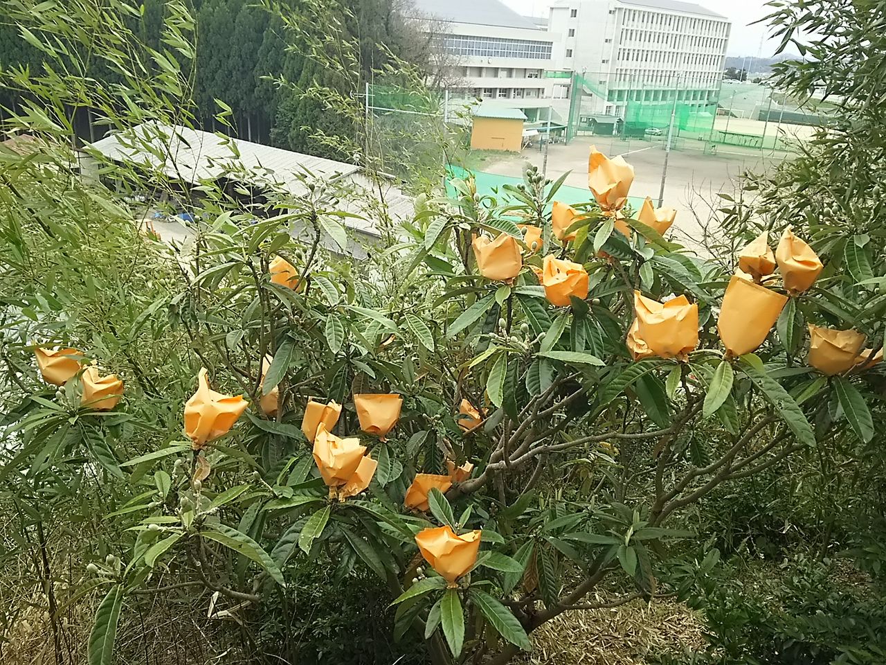 イメージ 2