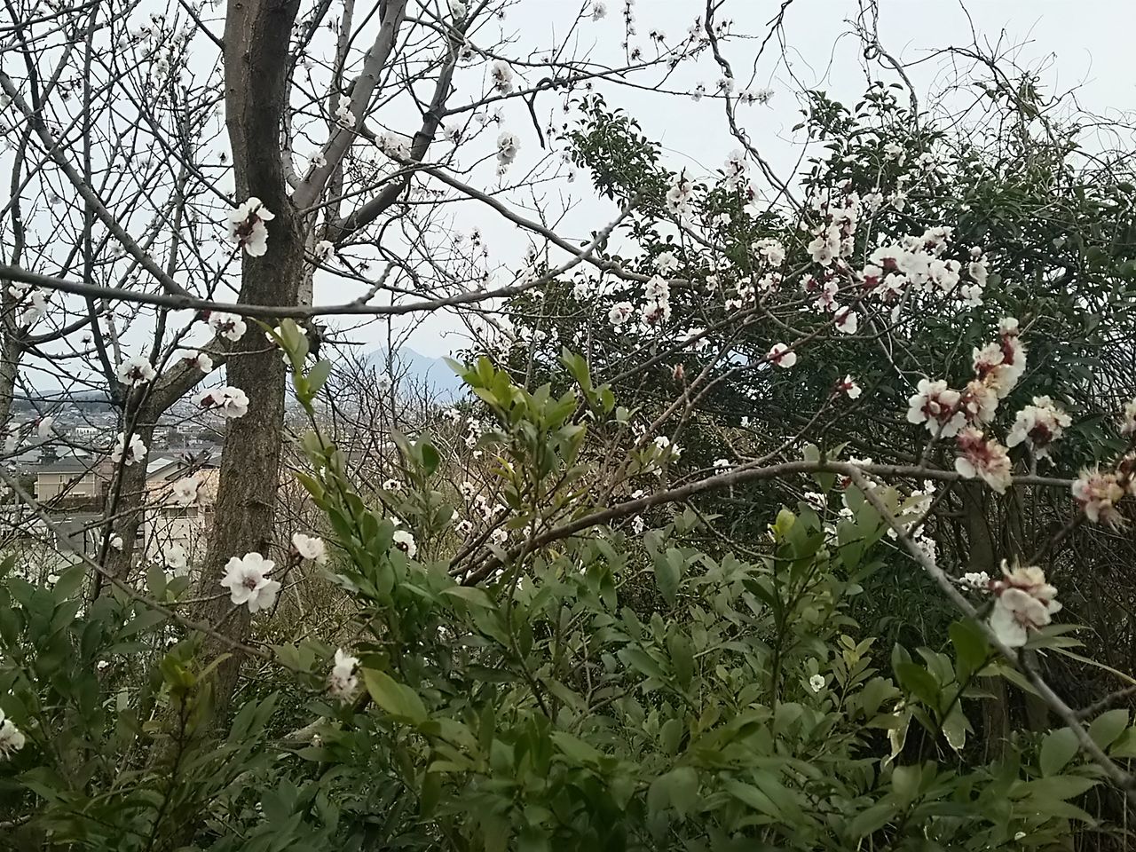 イメージ 3