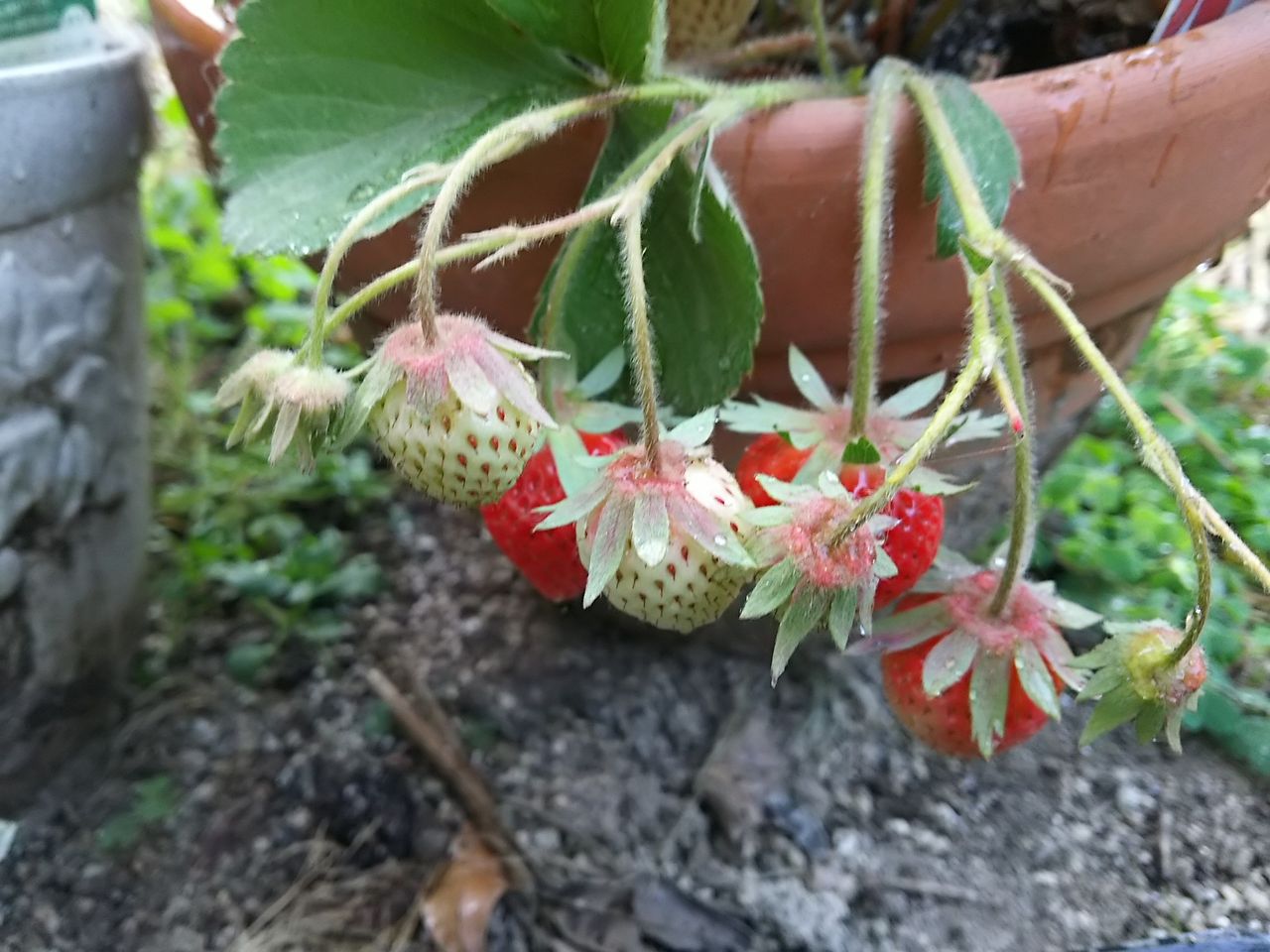 イメージ 8