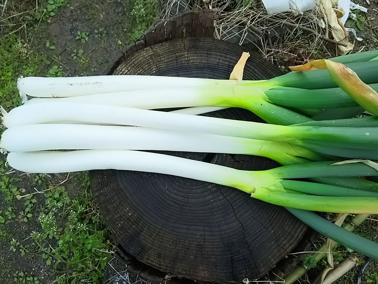 イメージ 6