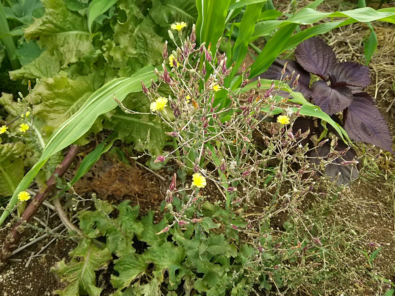 イメージ 6