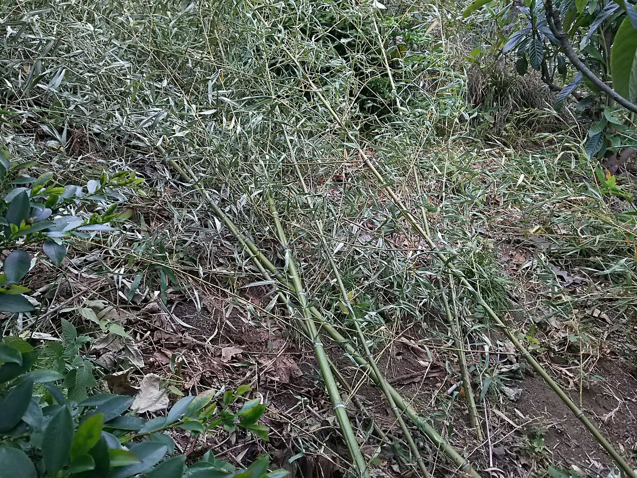 イメージ 5