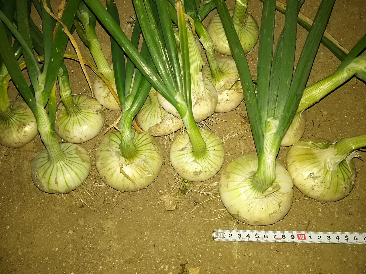 イメージ 7