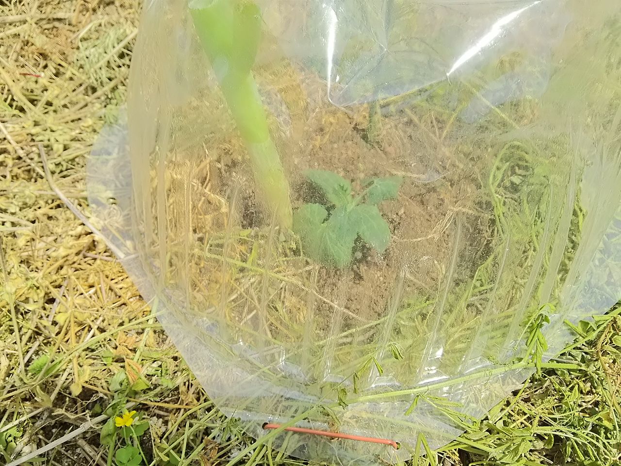 畑の様子 ズッキーニの植え付け 小イワシ 季節の恵みと戯れる 畑の様子 ズッキーニの植え付け 小イワシ 季節の恵みと戯れる