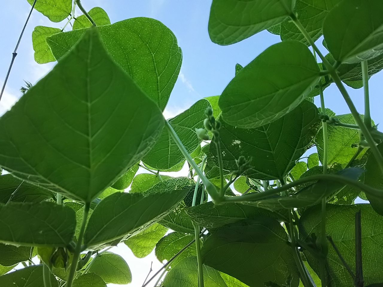 イメージ 5