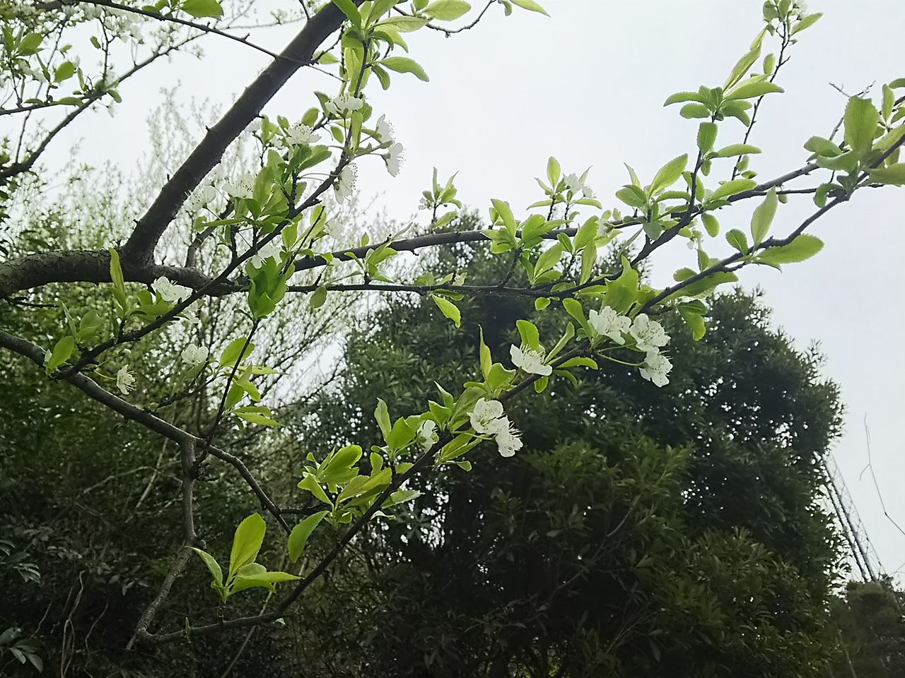 イメージ 5
