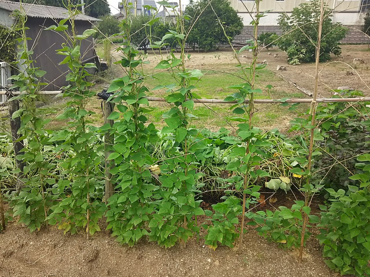 イメージ 4
