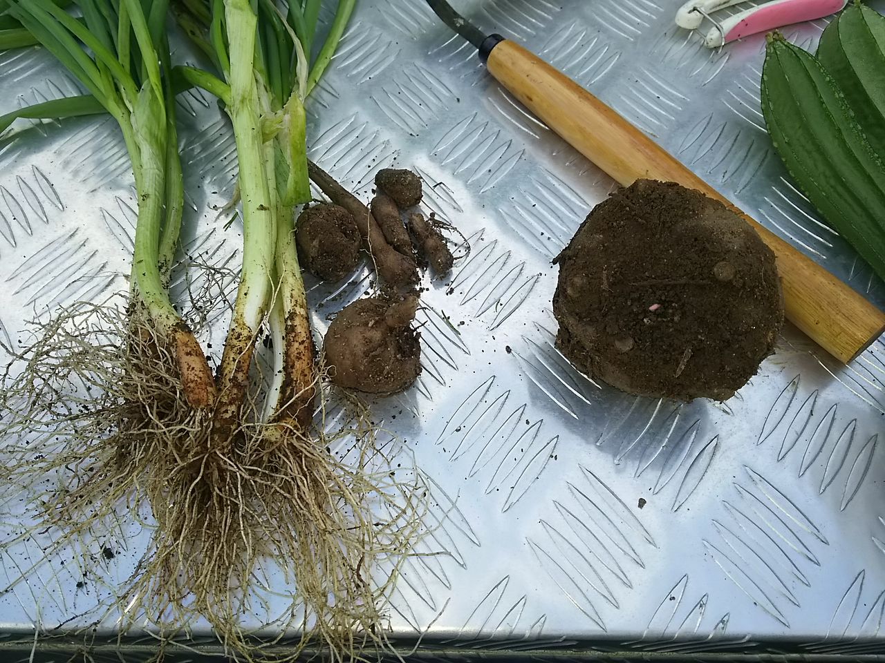 こんにゃく芋 季節の恵みと戯れる こんにゃく芋 季節の恵みと戯れる