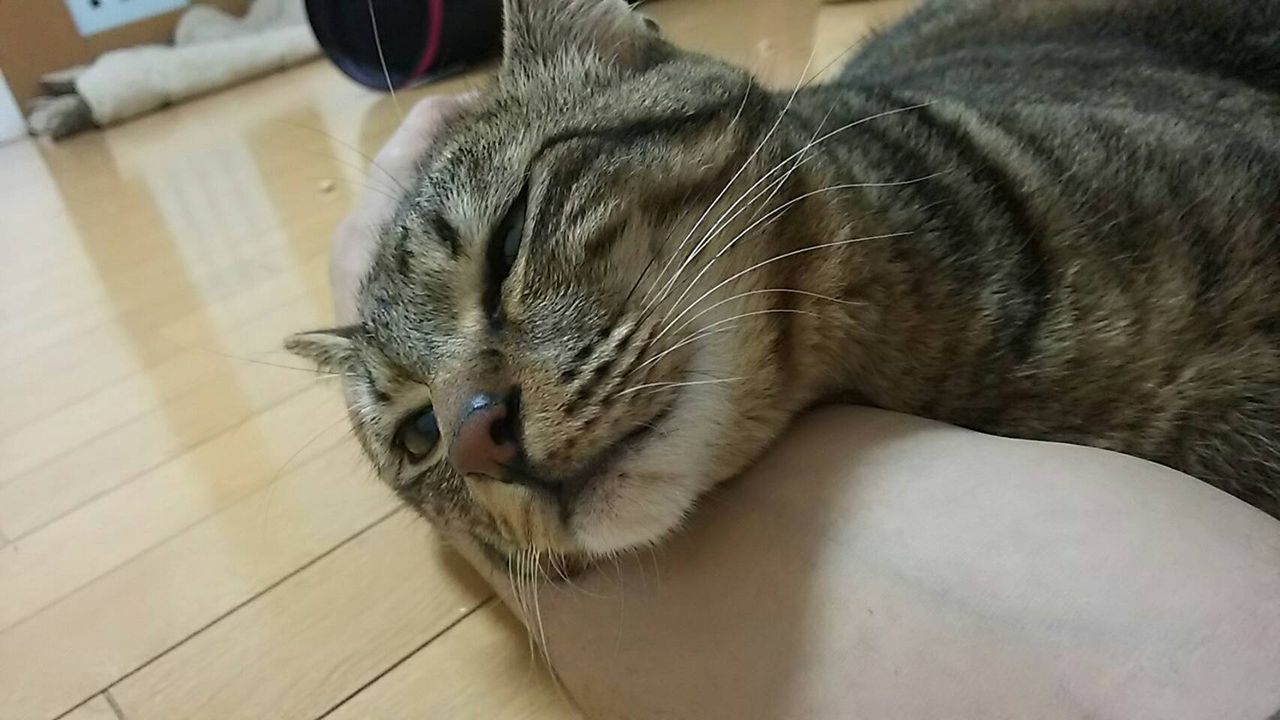 イメージ 7