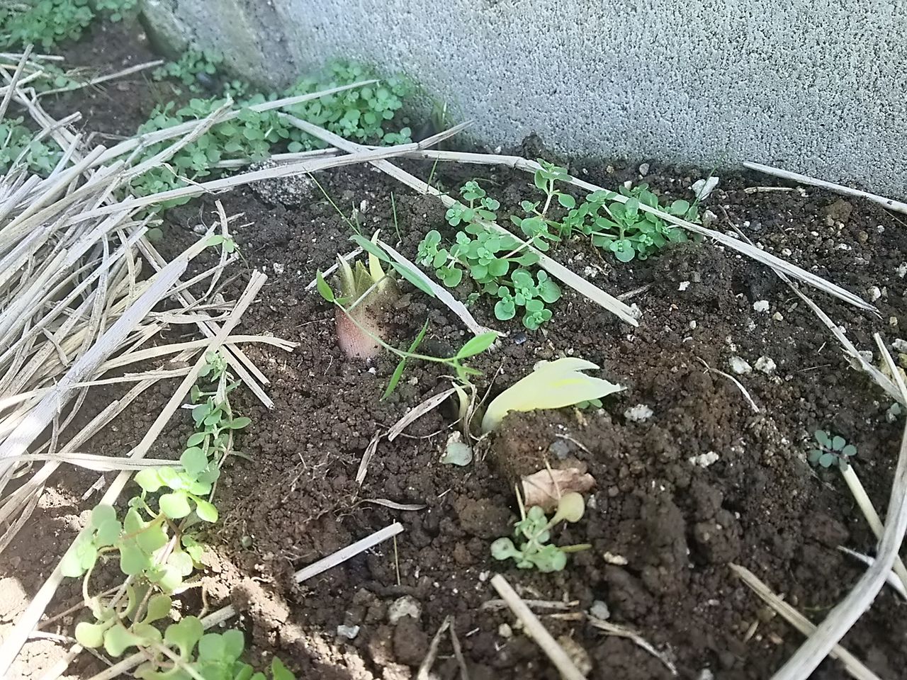 イメージ 5