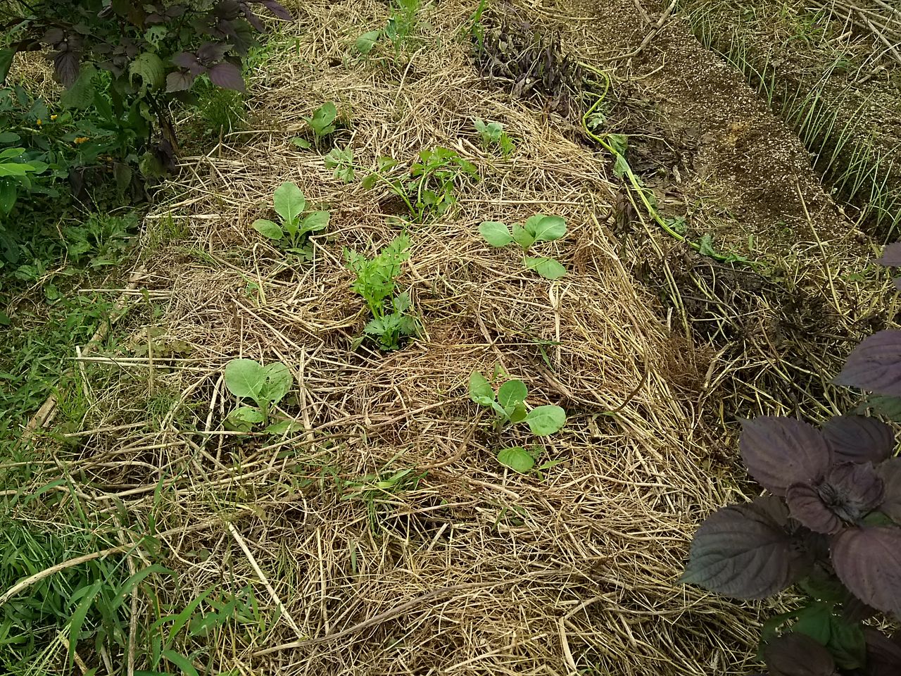 セロリの植え付け ほうれん草 大根 玉ねぎの種まき ホーム玉ねぎの植え付け 季節の恵みと戯れる セロリの植え付け ほうれん草 大根 玉ねぎの種まき ホーム玉ねぎの植え付け 季節の恵みと戯れる