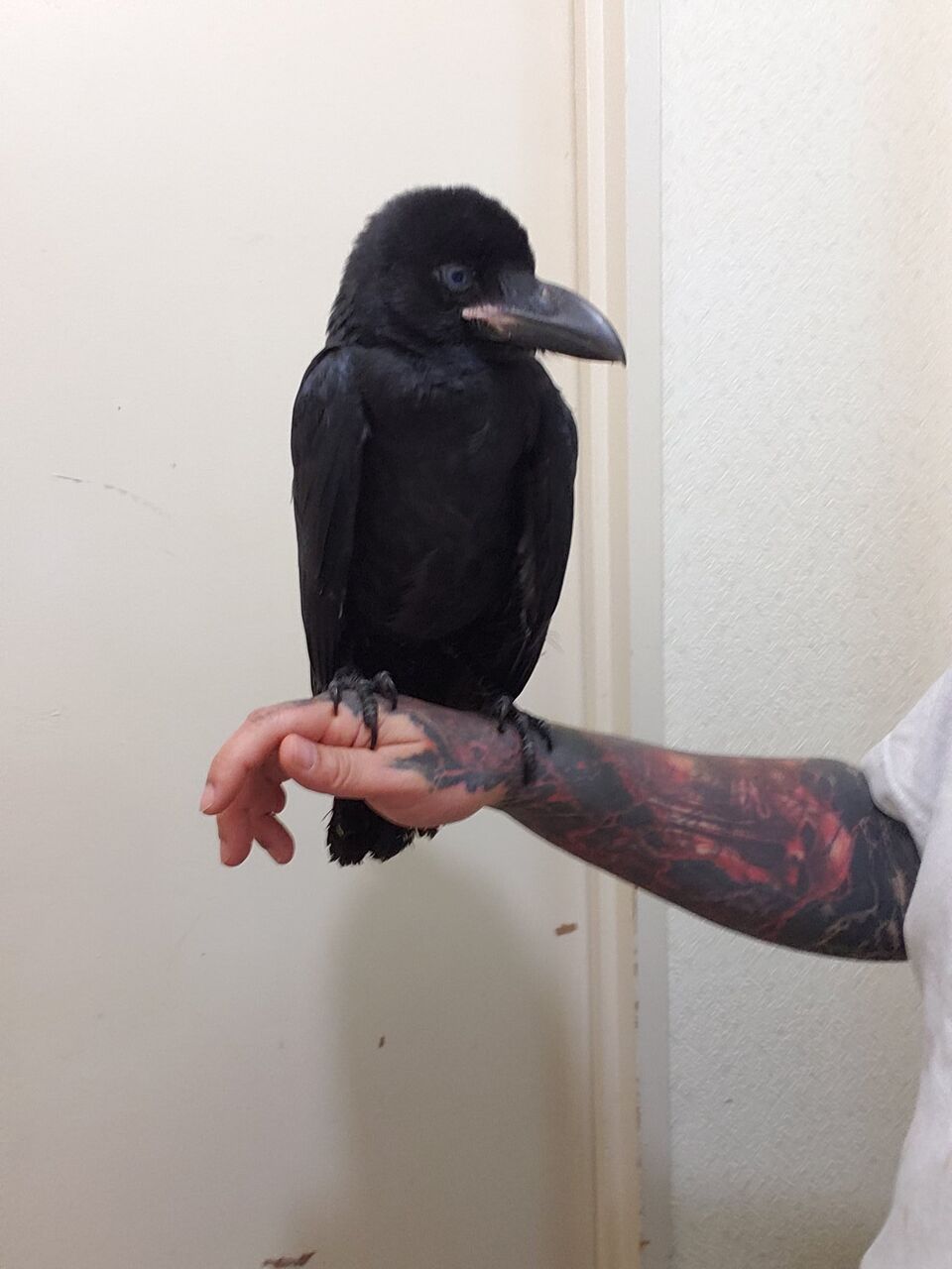 画像 カラスさん 可愛過ぎる Nanjpost なんjまとめ 画像 カラスさん 可愛過ぎる Nanjpost なんjまとめ