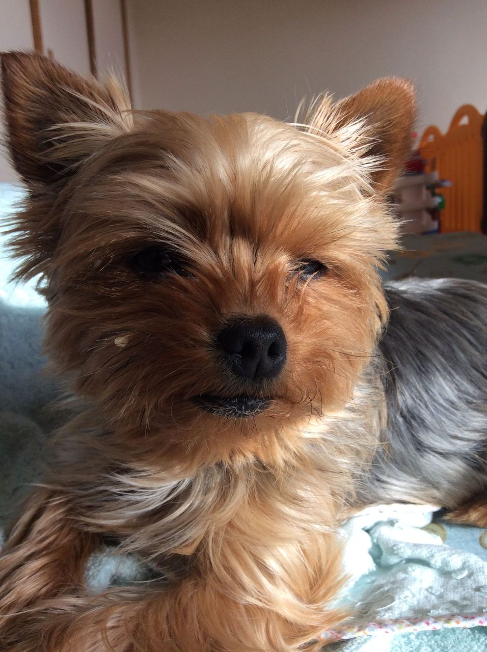 犬とネコは赤ちゃんに優しい カエル好きののんびり日記 犬とネコは赤ちゃんに優しい カエル好きののんびり日記