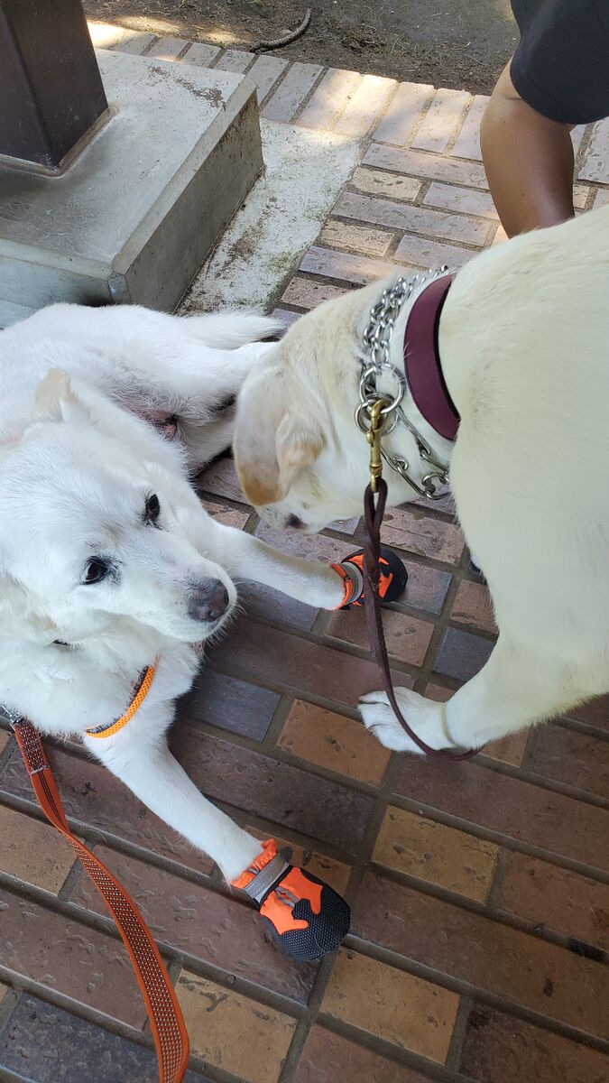 稲毛海浜公園の犬仲間 ななとの新生活日記 サラとの新生活日記 ラフィとあみの帰ったらごはん