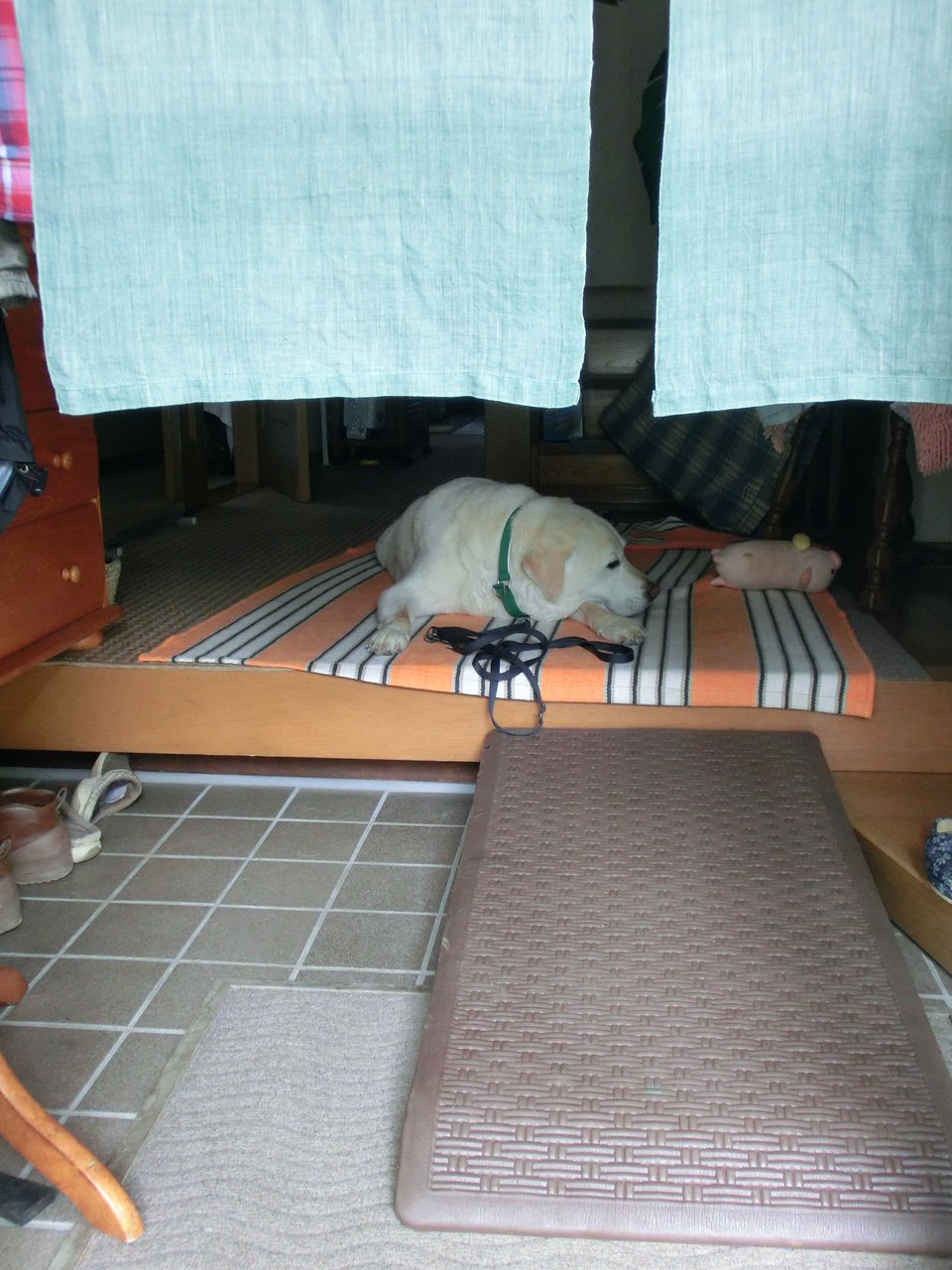 ラフィ仕様の我が家 サラとの新生活日記 ラフィとあみの帰ったらごはん