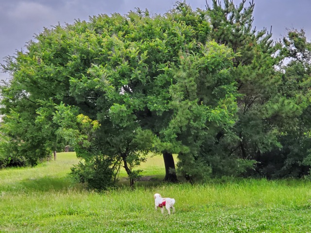 20190616_053118