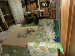 CIMG0975 - コピー