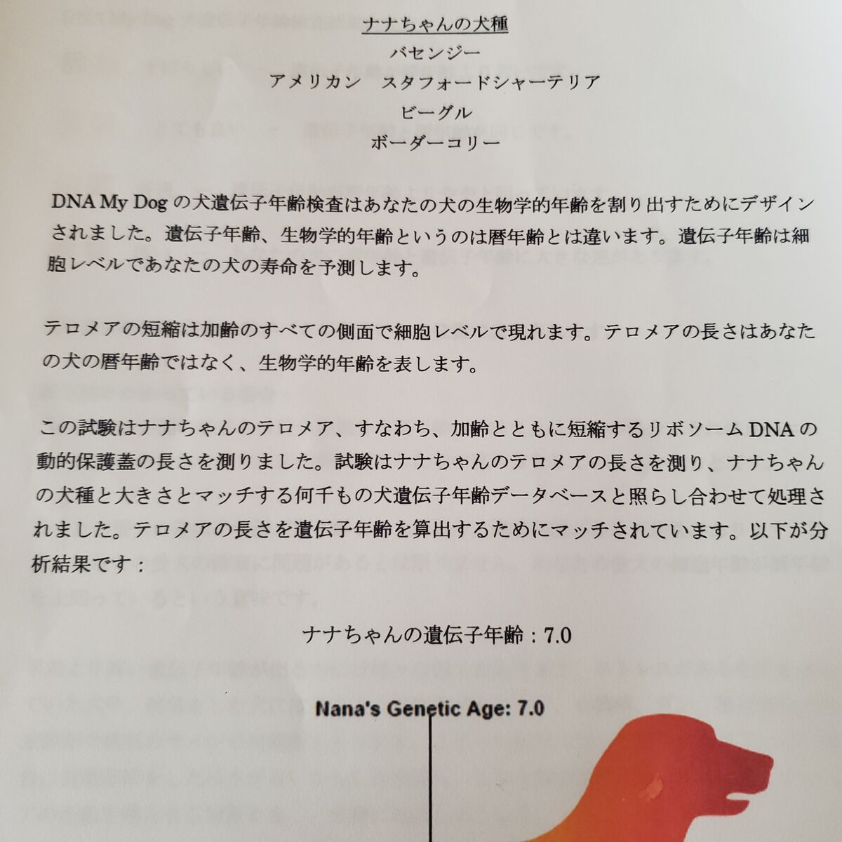 Dna My Dog 犬遺伝子年齢検査 犬種レポート ななとの新生活日記 サラとの新生活日記 ラフィとあみの帰ったらごはん