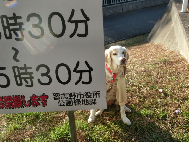 今年最後の犬の遠足 サラとの新生活日記 ラフィとあみの帰ったらごはん