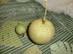 CIMG5290