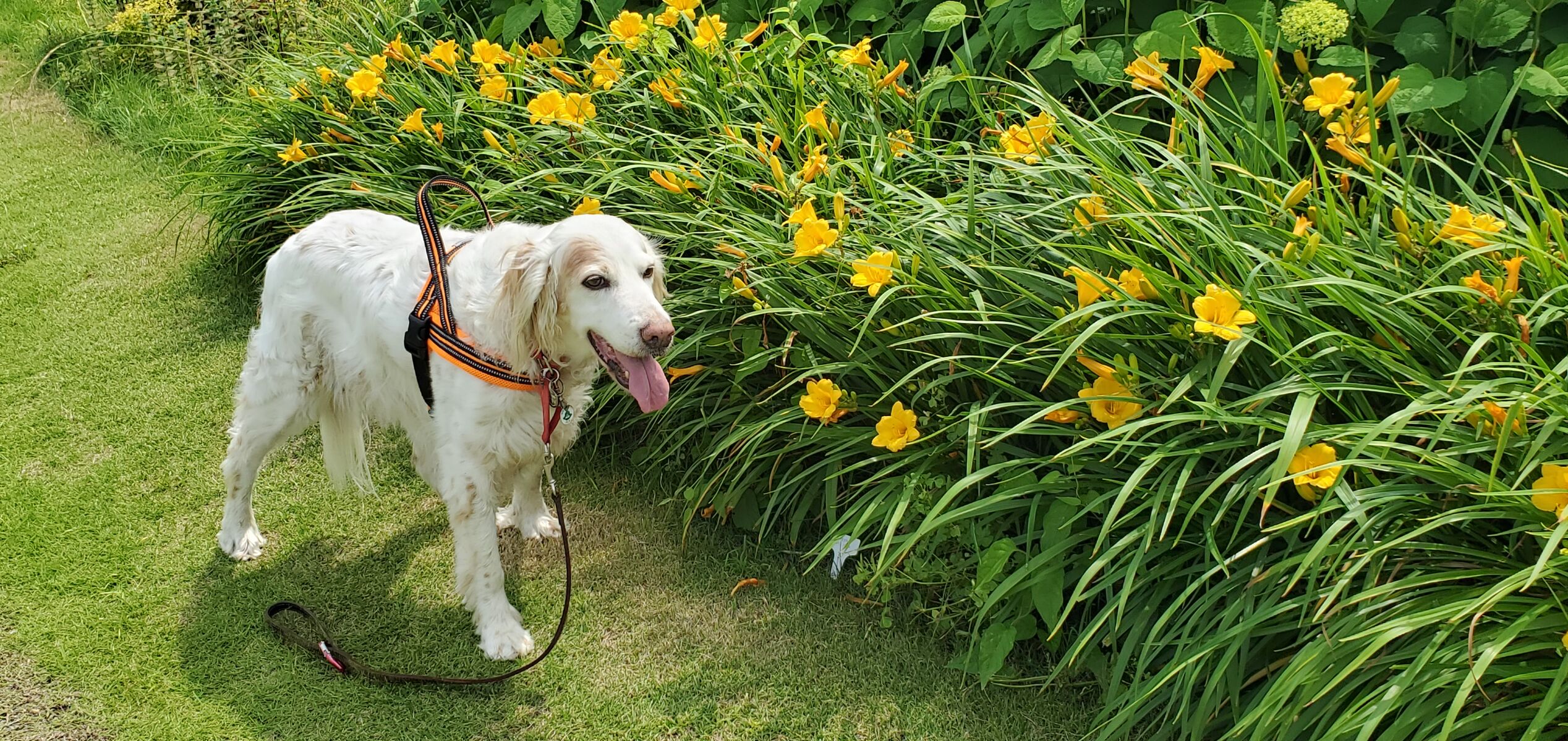 花の名前 サラとの新生活日記 ラフィとあみの帰ったらごはん 花の名前 サラとの新生活日記 ラフィとあみの帰ったらごはん