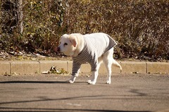 DSC04008