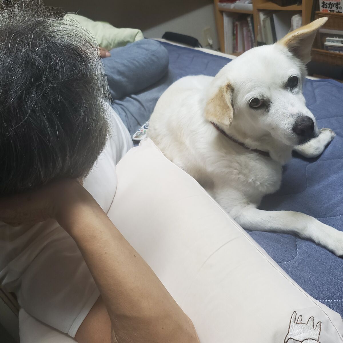 Dna My Dog 犬遺伝子年齢検査 犬種レポート ななとの新生活日記 サラとの新生活日記 ラフィとあみの帰ったらごはん