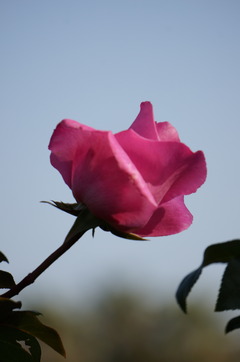 DSC03252