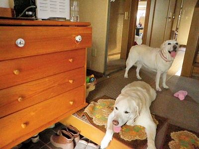 犬のトイレ サラとの新生活日記 ラフィとあみの帰ったらごはん