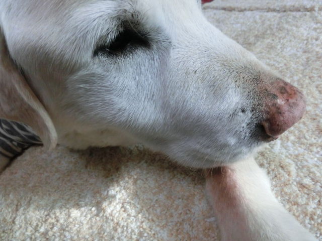 ラフィの頬がぷっくり腫れました ななとの新生活日記 サラとの新生活日記 ラフィとあみの帰ったらごはん