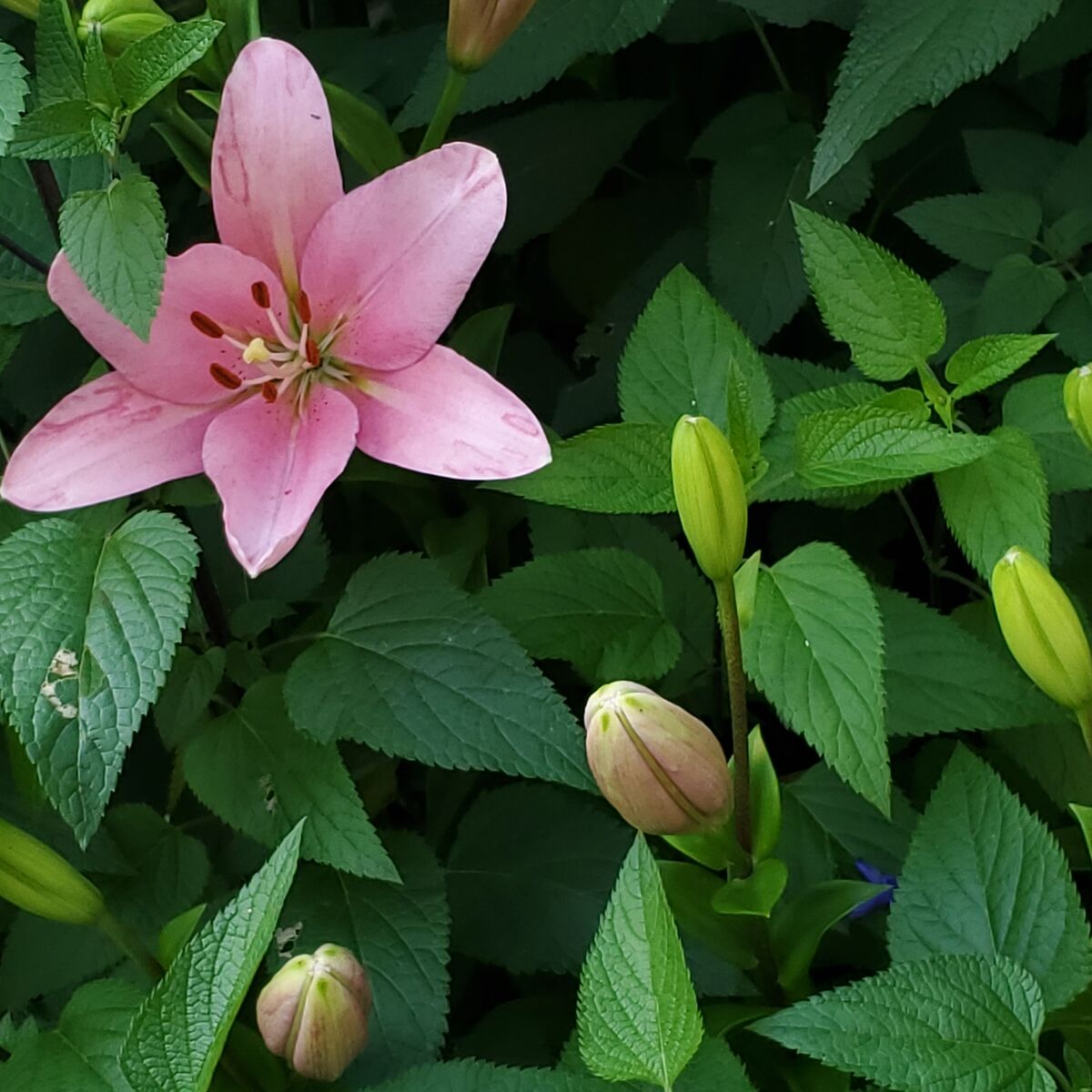 犬物語 ななとの新生活日記 サラとの新生活日記 ラフィとあみの帰ったらごはん