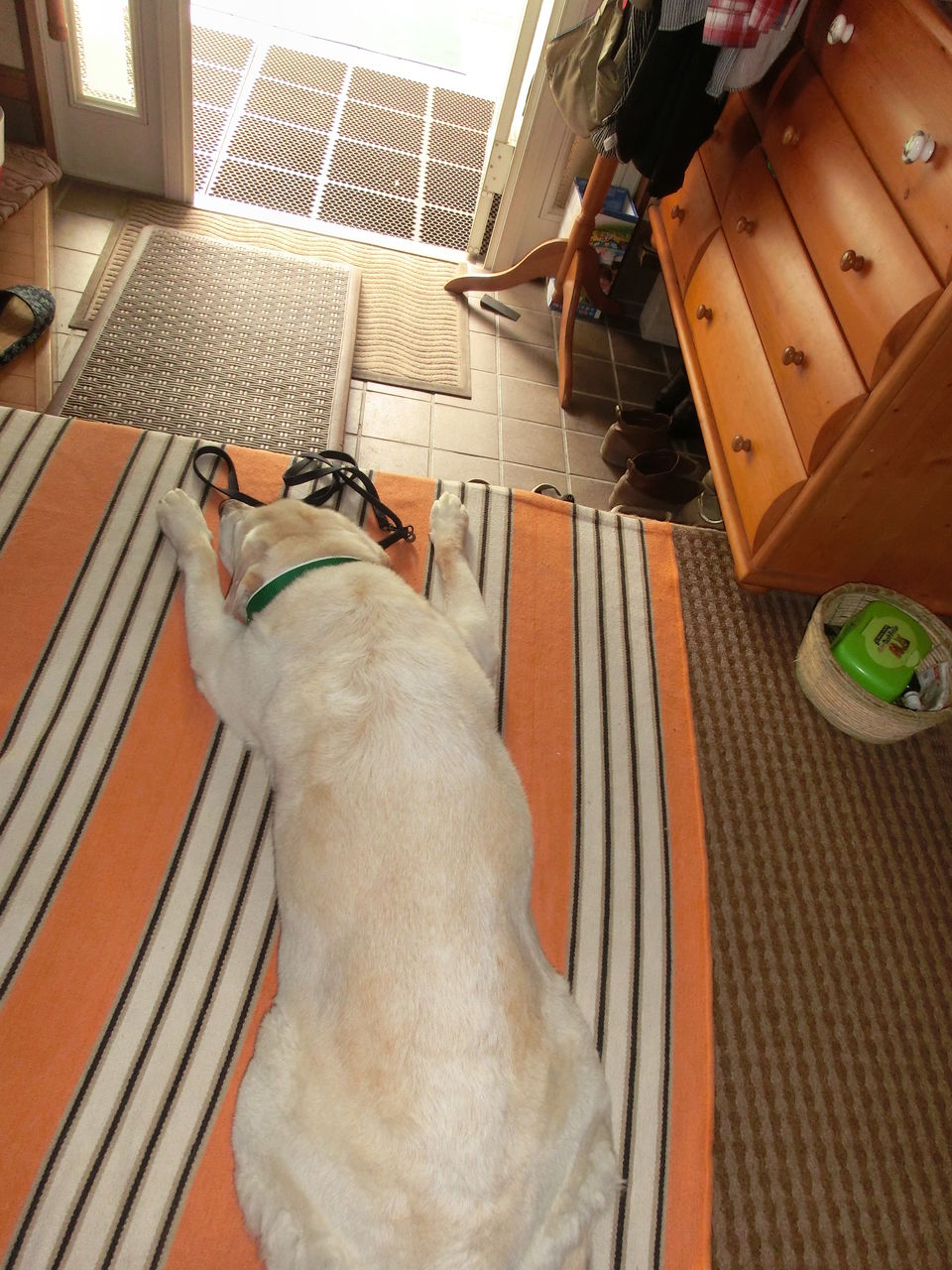 ラフィ仕様の我が家 サラとの新生活日記 ラフィとあみの帰ったらごはん