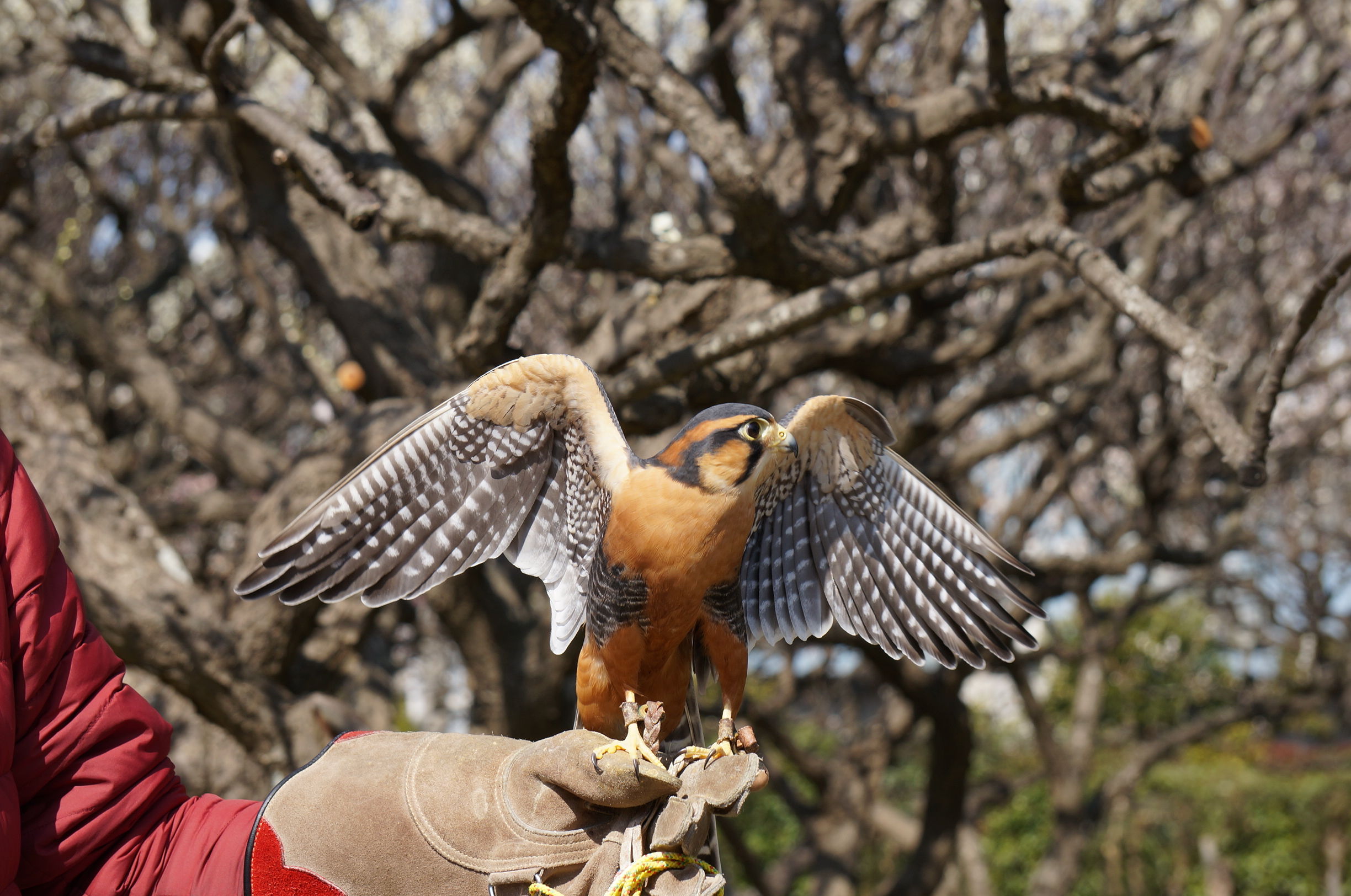 梅にハヤブサ サラとの新生活日記 ラフィとあみの帰ったらごはん