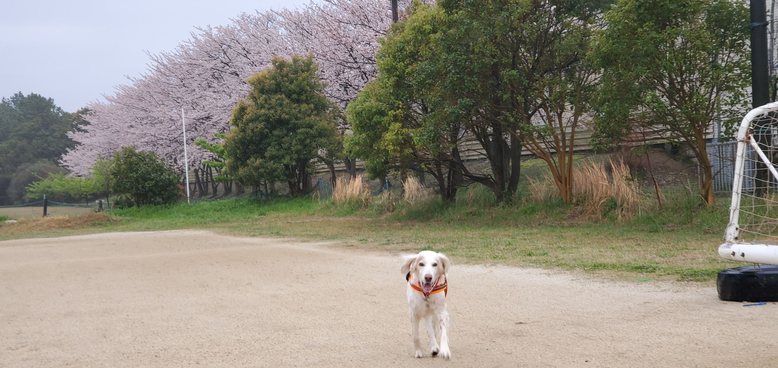 サラとの新生活日記 ラフィとあみの帰ったらごはん サラとの新生活日記 ラフィとあみの帰ったらごはん
