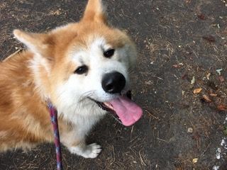 秋田犬 秋田犬日記 秋田犬 秋田犬日記