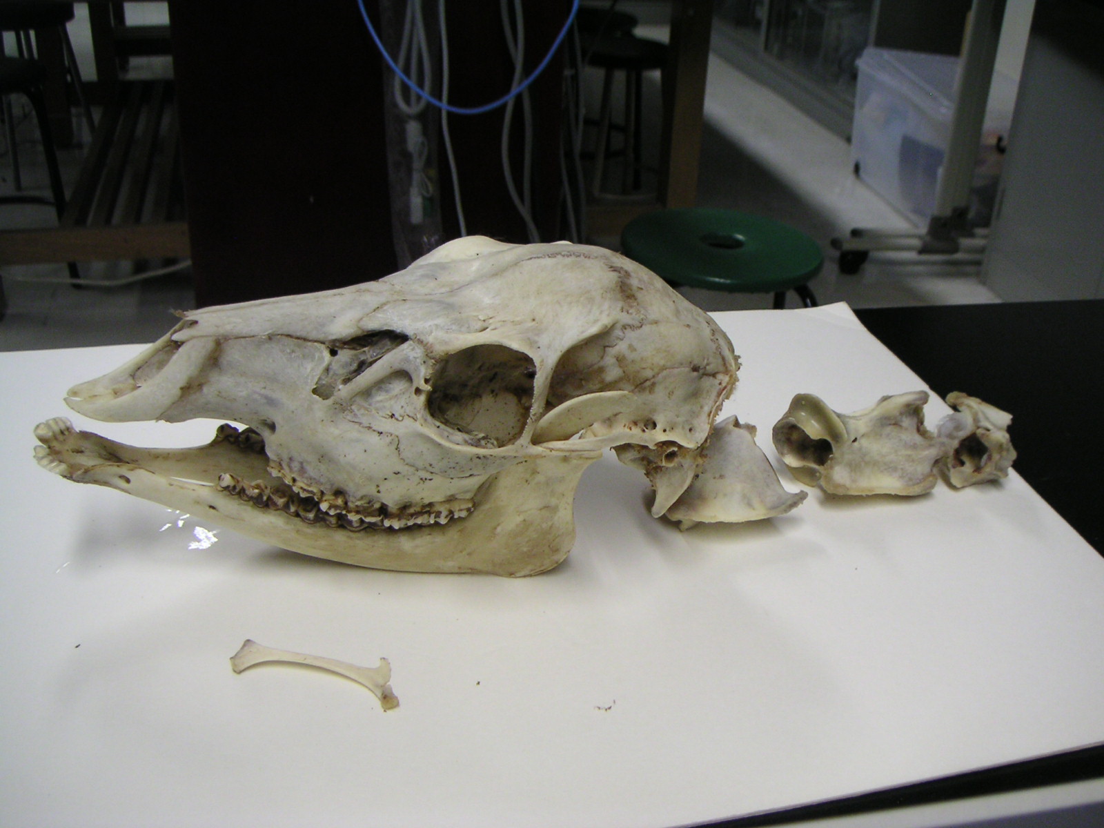 完成 骨格標本 北海道東海大学科学部日記