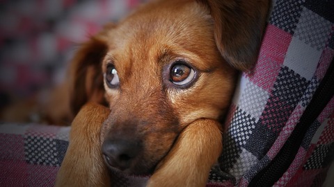dog-3071334_640