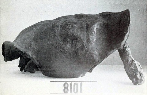 640px-Chelonoidis_nigra_phantastica