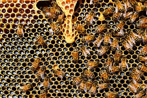 queen-cup-337695_640