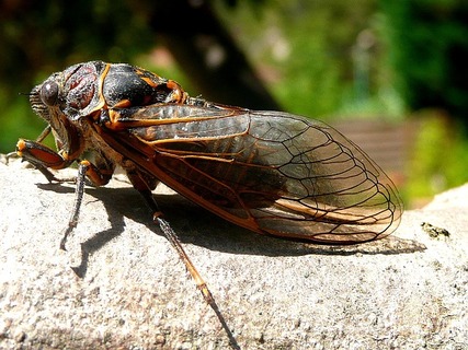cicada-115913_640