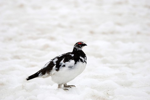 rock-ptarmigan-4226804_640