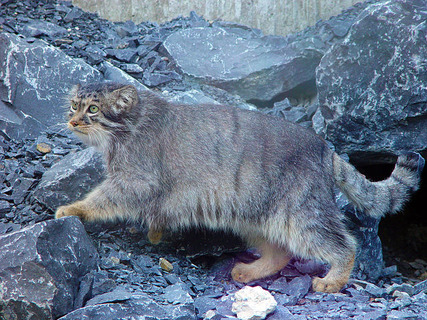 640px-Manul1a