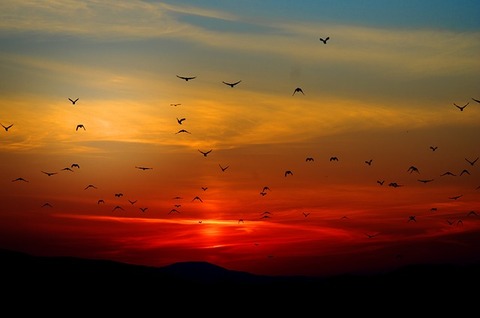 sunset-100367_640