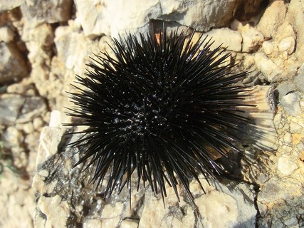 sea-urchins-510432_640