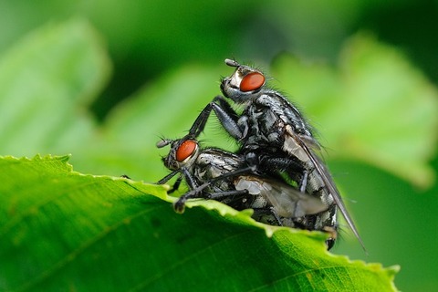 insect-1817942_640