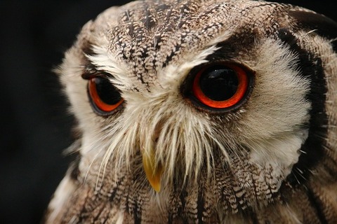 bird-1646096_640
