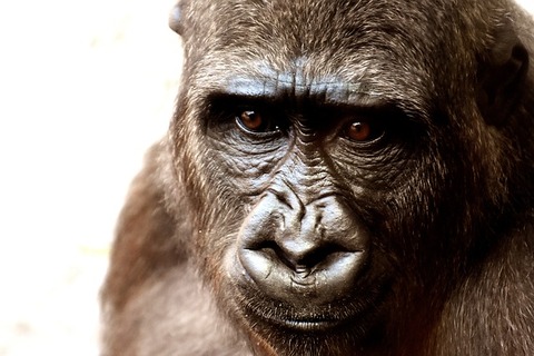 gorilla-2318998_640